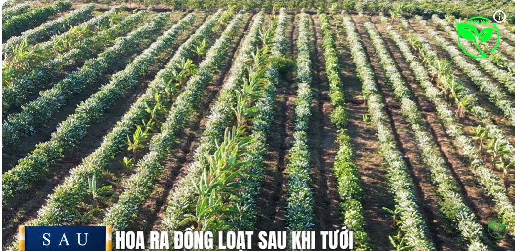 Giai đoạn tưới kích bông quan trọng cho cây cà phê